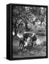 A Baby Cow and it's Mother Grazing in a Field on the Turner Ranch Near the River-null-Framed Stretched Canvas