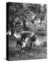 A Baby Cow and it's Mother Grazing in a Field on the Turner Ranch Near the River-null-Stretched Canvas