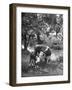 A Baby Cow and it's Mother Grazing in a Field on the Turner Ranch Near the River-null-Framed Photographic Print