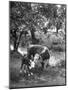 A Baby Cow and it's Mother Grazing in a Field on the Turner Ranch Near the River-null-Mounted Photographic Print