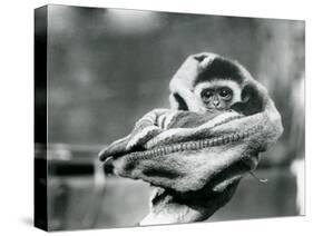 A Baby Gibbon Wrapped in a Blanket and Held in One Hand at London Zoo, June 1922-Frederick William Bond-Stretched Canvas