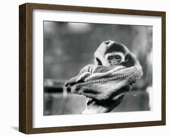 A Baby Gibbon Wrapped in a Blanket and Held in One Hand at London Zoo, June 1922-Frederick William Bond-Framed Photographic Print