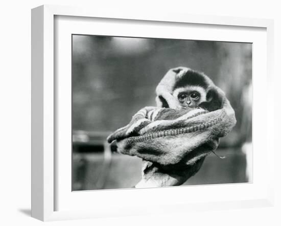 A Baby Gibbon Wrapped in a Blanket and Held in One Hand at London Zoo, June 1922-Frederick William Bond-Framed Photographic Print