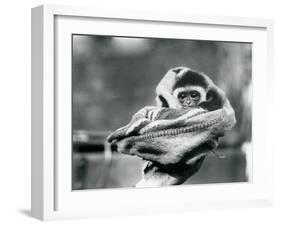 A Baby Gibbon Wrapped in a Blanket and Held in One Hand at London Zoo, June 1922-Frederick William Bond-Framed Photographic Print