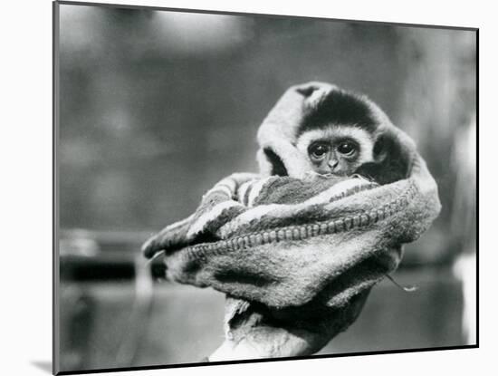 A Baby Gibbon Wrapped in a Blanket and Held in One Hand at London Zoo, June 1922-Frederick William Bond-Mounted Photographic Print