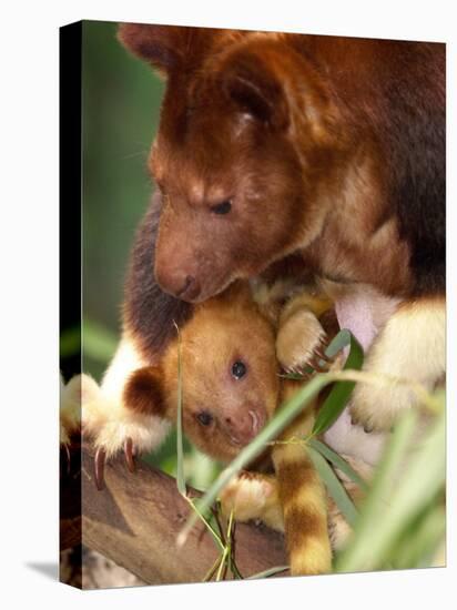A Baby Goodfellow's Tree Kangaroo Peeks from its Mother's Pouch at the Cleveland Metroparks Zoo-null-Stretched Canvas