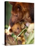 A Baby Goodfellow's Tree Kangaroo Peeks from its Mother's Pouch at the Cleveland Metroparks Zoo-null-Stretched Canvas