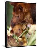 A Baby Goodfellow's Tree Kangaroo Peeks from its Mother's Pouch at the Cleveland Metroparks Zoo-null-Framed Stretched Canvas