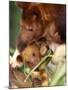 A Baby Goodfellow's Tree Kangaroo Peeks from its Mother's Pouch at the Cleveland Metroparks Zoo-null-Mounted Premium Photographic Print