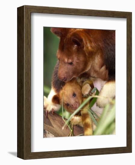 A Baby Goodfellow's Tree Kangaroo Peeks from its Mother's Pouch at the Cleveland Metroparks Zoo-null-Framed Premium Photographic Print