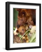 A Baby Goodfellow's Tree Kangaroo Peeks from its Mother's Pouch at the Cleveland Metroparks Zoo-null-Framed Premium Photographic Print