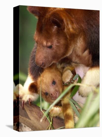 A Baby Goodfellow's Tree Kangaroo Peeks from its Mother's Pouch at the Cleveland Metroparks Zoo-null-Stretched Canvas