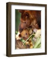 A Baby Goodfellow's Tree Kangaroo Peeks from its Mother's Pouch at the Cleveland Metroparks Zoo-null-Framed Photographic Print