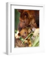 A Baby Goodfellow's Tree Kangaroo Peeks from its Mother's Pouch at the Cleveland Metroparks Zoo-null-Framed Photographic Print