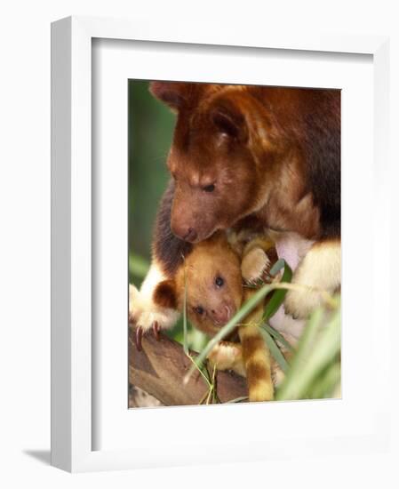 A Baby Goodfellow's Tree Kangaroo Peeks from its Mother's Pouch at the Cleveland Metroparks Zoo-null-Framed Photographic Print