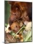 A Baby Goodfellow's Tree Kangaroo Peeks from its Mother's Pouch at the Cleveland Metroparks Zoo-null-Mounted Photographic Print