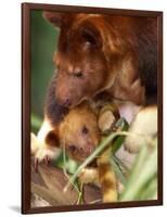 A Baby Goodfellow's Tree Kangaroo Peeks from its Mother's Pouch at the Cleveland Metroparks Zoo-null-Framed Photographic Print