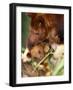 A Baby Goodfellow's Tree Kangaroo Peeks from its Mother's Pouch at the Cleveland Metroparks Zoo-null-Framed Photographic Print