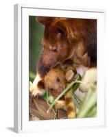 A Baby Goodfellow's Tree Kangaroo Peeks from its Mother's Pouch at the Cleveland Metroparks Zoo-null-Framed Photographic Print