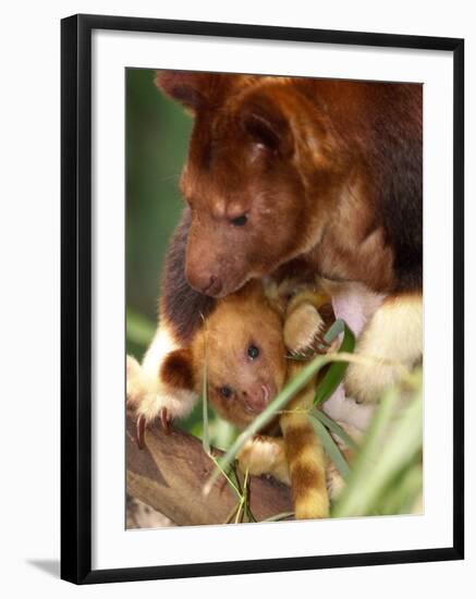 A Baby Goodfellow's Tree Kangaroo Peeks from its Mother's Pouch at the Cleveland Metroparks Zoo-null-Framed Photographic Print