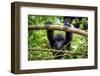 A Baby Gorila inside the Virunga National Park, the Oldest National Park in Africa. Drc, Central Af-LMspencer-Framed Photographic Print