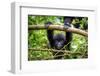 A Baby Gorila inside the Virunga National Park, the Oldest National Park in Africa. Drc, Central Af-LMspencer-Framed Photographic Print