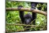 A Baby Gorila inside the Virunga National Park, the Oldest National Park in Africa. Drc, Central Af-LMspencer-Mounted Photographic Print
