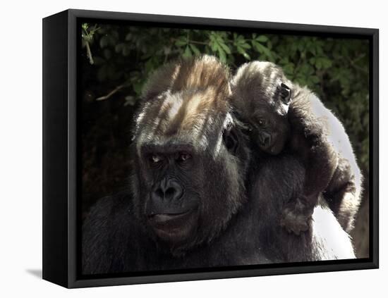 A Baby Gorilla Rests on His Mother Julia's Shoulder-null-Framed Stretched Canvas