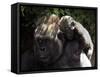 A Baby Gorilla Rests on His Mother Julia's Shoulder-null-Framed Stretched Canvas