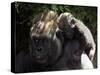 A Baby Gorilla Rests on His Mother Julia's Shoulder-null-Stretched Canvas