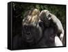 A Baby Gorilla Rests on His Mother Julia's Shoulder-null-Framed Stretched Canvas