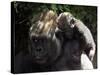 A Baby Gorilla Rests on His Mother Julia's Shoulder-null-Stretched Canvas