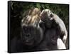 A Baby Gorilla Rests on His Mother Julia's Shoulder-null-Framed Stretched Canvas