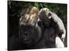 A Baby Gorilla Rests on His Mother Julia's Shoulder-null-Stretched Canvas