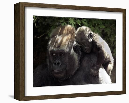 A Baby Gorilla Rests on His Mother Julia's Shoulder-null-Framed Premium Photographic Print