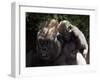 A Baby Gorilla Rests on His Mother Julia's Shoulder-null-Framed Premium Photographic Print