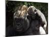 A Baby Gorilla Rests on His Mother Julia's Shoulder-null-Mounted Premium Photographic Print