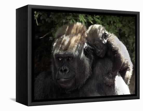 A Baby Gorilla Rests on His Mother Julia's Shoulder-null-Framed Stretched Canvas