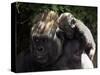 A Baby Gorilla Rests on His Mother Julia's Shoulder-null-Stretched Canvas