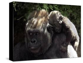 A Baby Gorilla Rests on His Mother Julia's Shoulder-null-Stretched Canvas