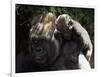 A Baby Gorilla Rests on His Mother Julia's Shoulder-null-Framed Photographic Print