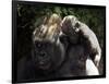 A Baby Gorilla Rests on His Mother Julia's Shoulder-null-Framed Photographic Print