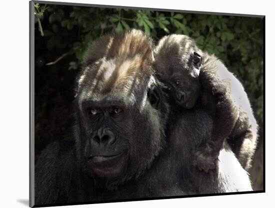 A Baby Gorilla Rests on His Mother Julia's Shoulder-null-Mounted Photographic Print