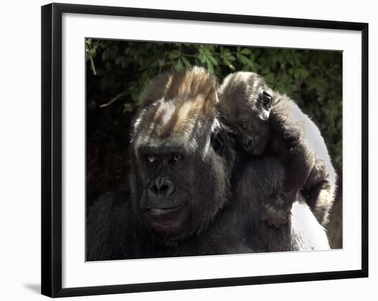 A Baby Gorilla Rests on His Mother Julia's Shoulder-null-Framed Photographic Print