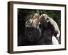 A Baby Gorilla Rests on His Mother Julia's Shoulder-null-Framed Photographic Print