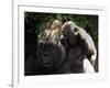 A Baby Gorilla Rests on His Mother Julia's Shoulder-null-Framed Photographic Print