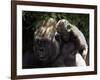 A Baby Gorilla Rests on His Mother Julia's Shoulder-null-Framed Photographic Print