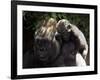 A Baby Gorilla Rests on His Mother Julia's Shoulder-null-Framed Photographic Print