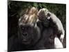 A Baby Gorilla Rests on His Mother Julia's Shoulder-null-Mounted Photographic Print
