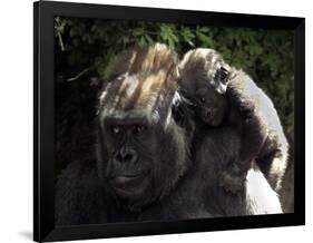 A Baby Gorilla Rests on His Mother Julia's Shoulder-null-Framed Photographic Print